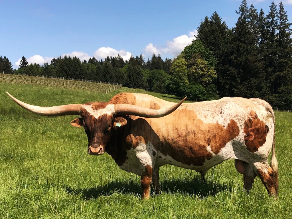 Fey Longhorns are Registered Texas Longhorns, raised in the Willamette — free download